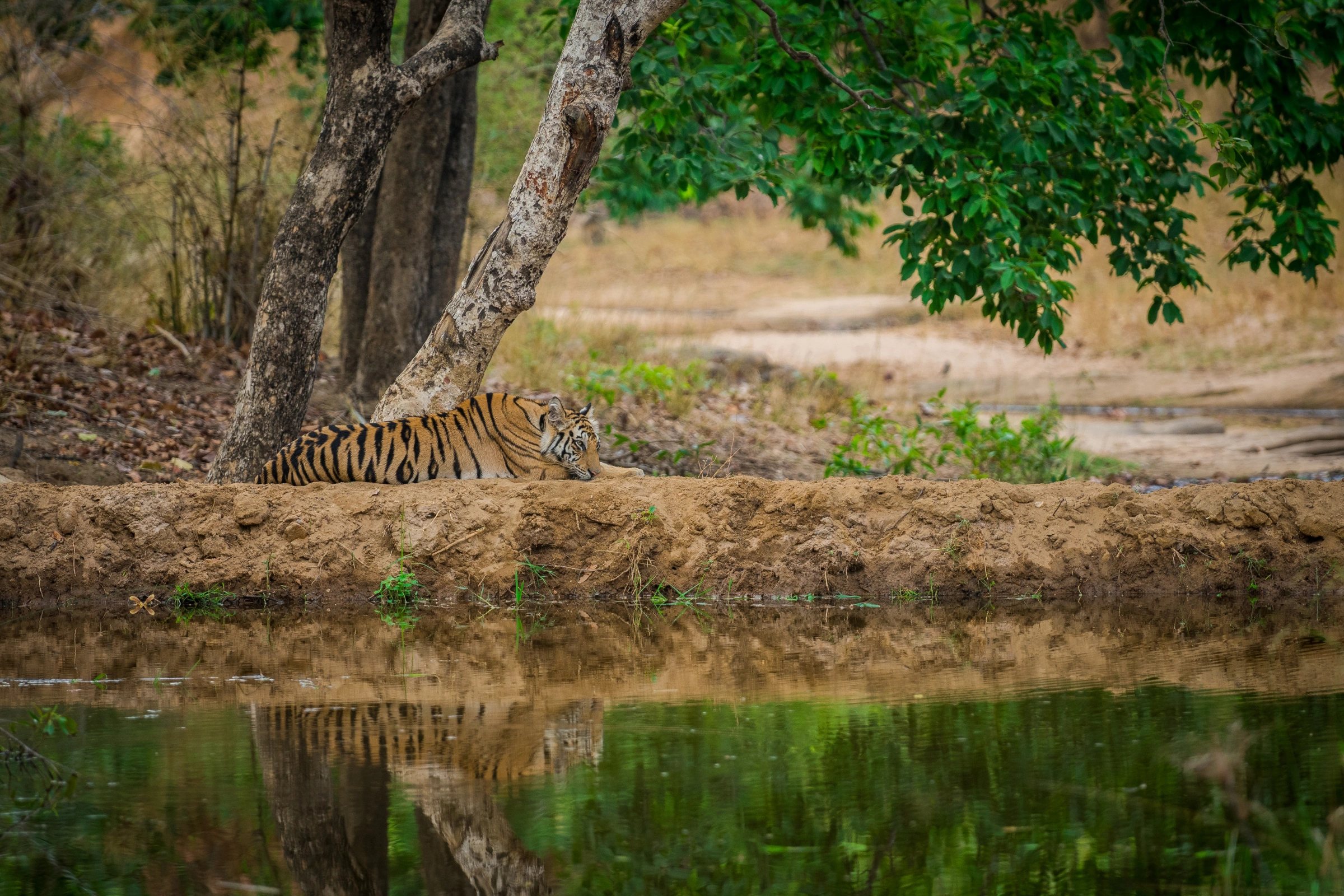 Bandhavgarh_Tiger_Reserve[1].webp